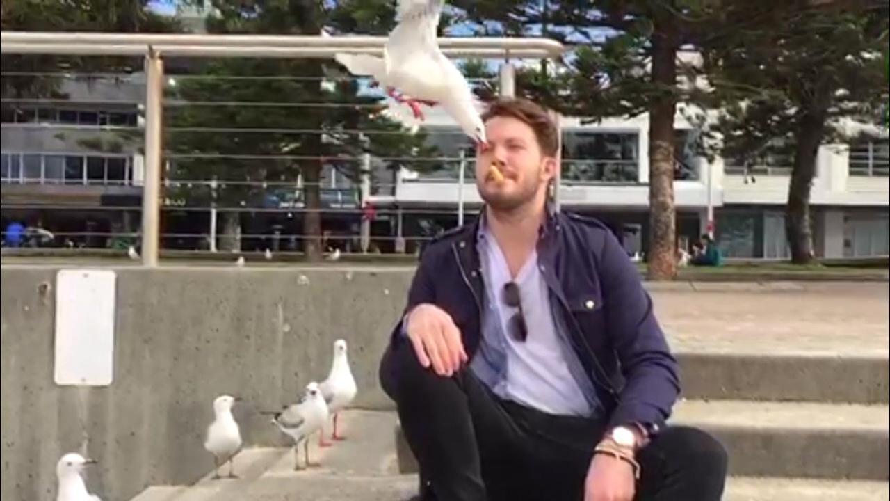 Would you let a seagull this close to your face?