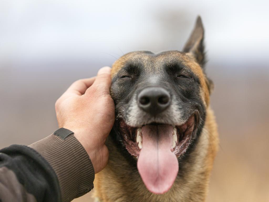 He was surprised to learn the word stroke had ‘sexual and creepy’ connotations Down Under and ‘pat’ should be used instead. Picture: iStock