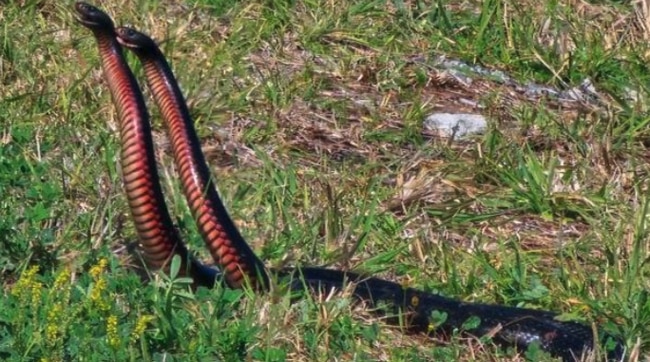 Karin Hocking filmed two red-bellied black snakes earlier this month.