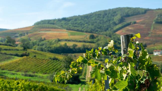 The wine region of Beaujolais is an essential inclusion for visitors.