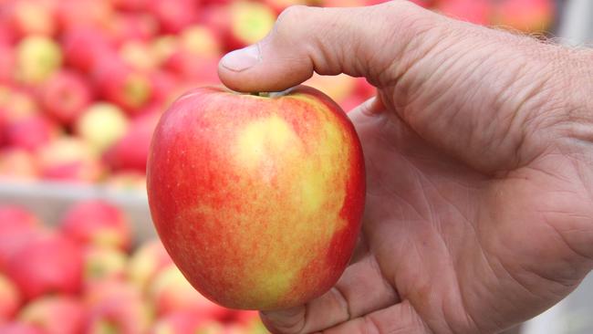 Calthorpe orchard at Sidmouth, West Tamar, an example of the new Jazz apple variety