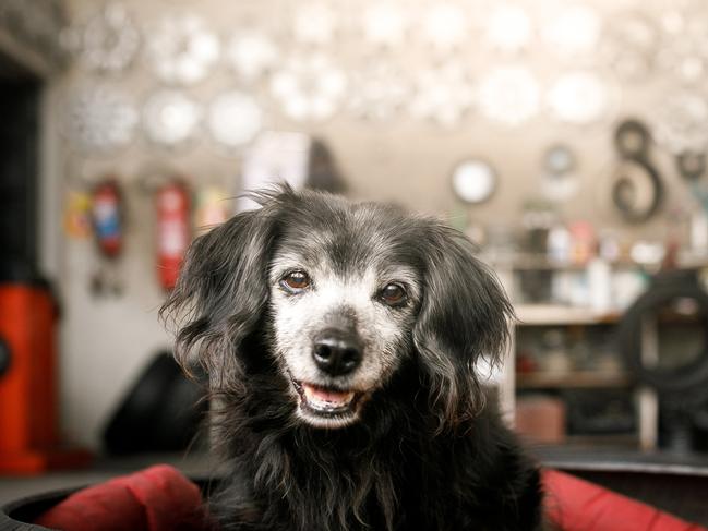 End of life options for ageing pets