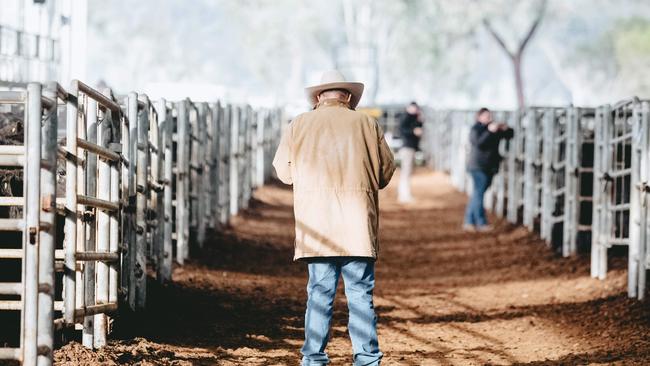 Easy day: In a smaller penning at Yea calves sold for up to 450c/kg. Picture: Chloe Smith