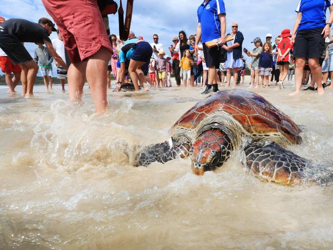 Heading back to the ocean, two Green Turtles are released by Sea World at FIngal beach .