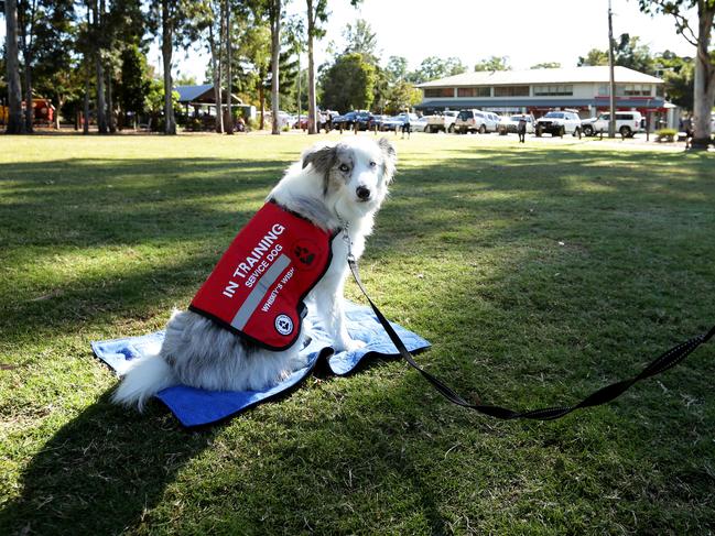 Whiskey’s Wish trains dogs to support people suffering from PTSD. Picture: Mark Calleja