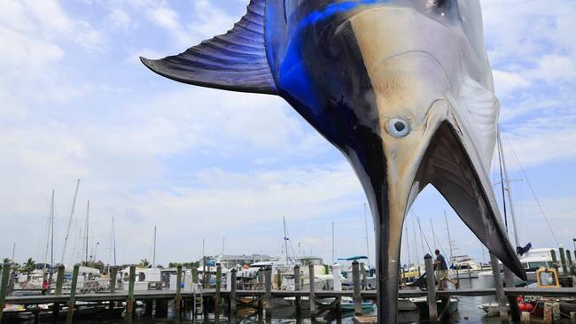 Dimerix has hooked a nice marlin in the US; now it's chasing a whale with phase III trial success and FDA approval. Pic via Getty