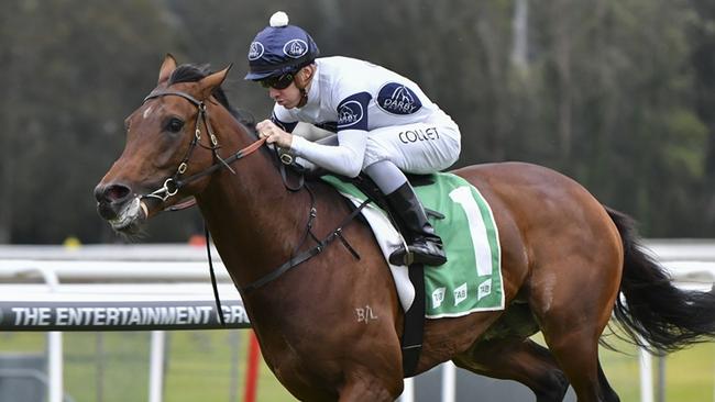 Importaed stayer Fleet Commander can end the day at Kembla on a winning note. Picture: Bradley Photos