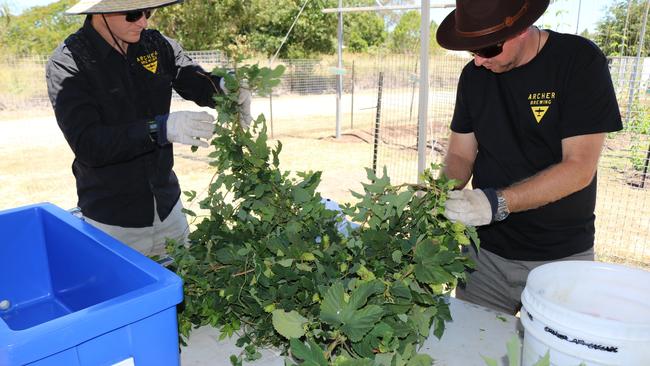 Collecting ingredients for Archer Brewing’s first-ever commercially sold beer made with 100% Queensland ingredients, the QPA, or Queensland Pale Ale. It is launching at the Mill on Constance on the February 21 at 6pm.