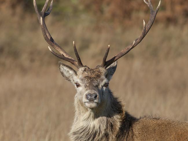 Stag photographed on Jura, Scotland during Autumn/Fall Photo: iStock