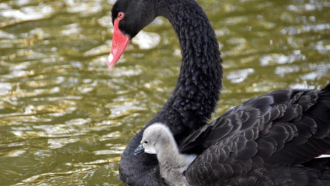 Mother and new baby swan at Black Swan Lake