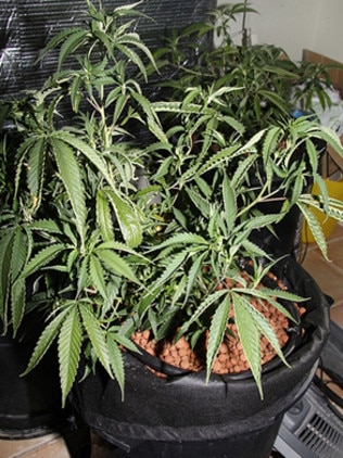 Cannabis plants found at the Burleigh Heads AirBnB home.