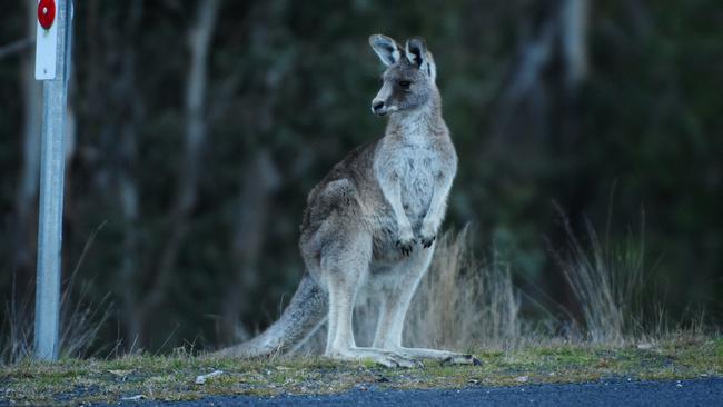 Kangaroo's in the Snowy Mountains.