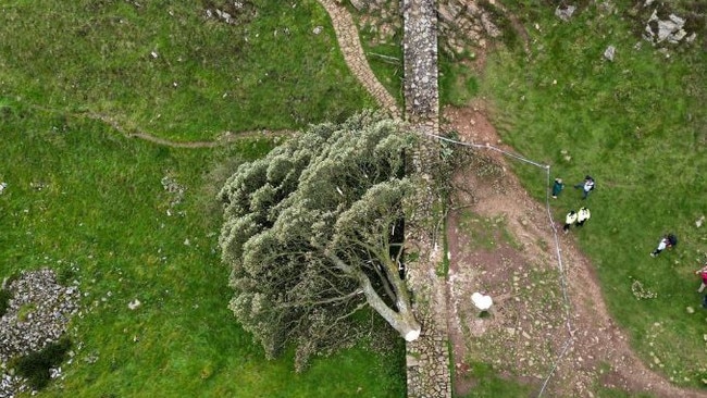 Two people have now been arrested over the felling. Picture: Jeff J Mitchell/Getty Images