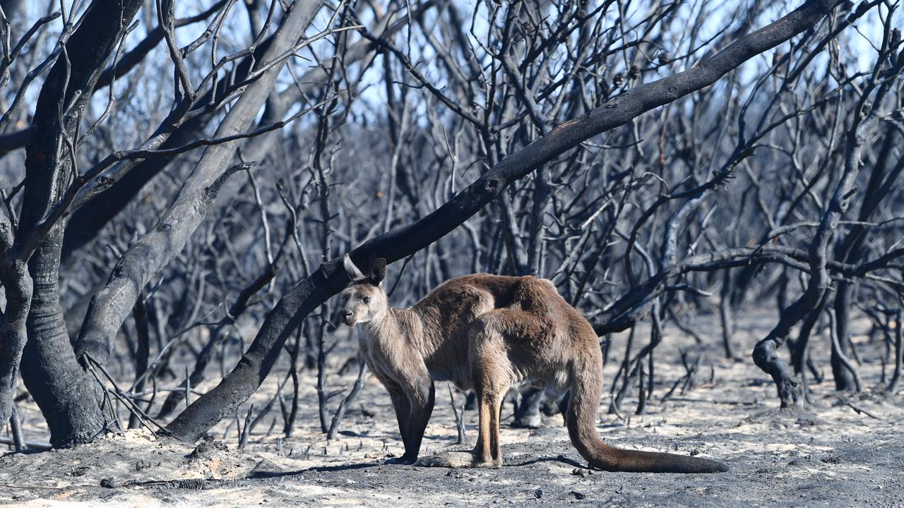 A kangaroo at the Flinders Chase National Park. Picture: AAP Image/David Mariuz