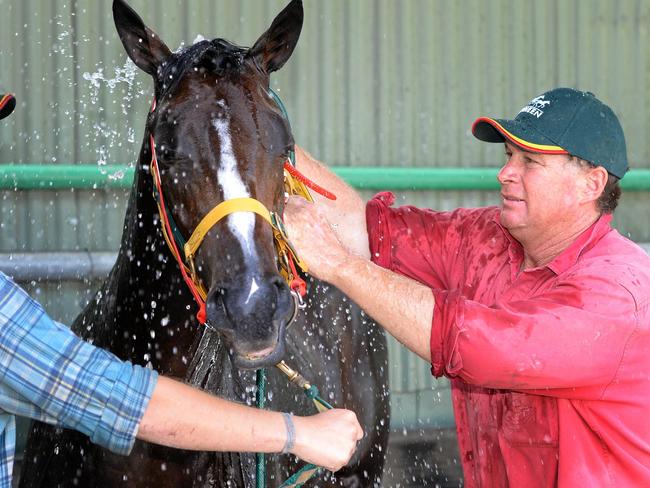 Champion: Basil Nolan Jnr gives Publishing Filly a wash. Picture: Chris Ison