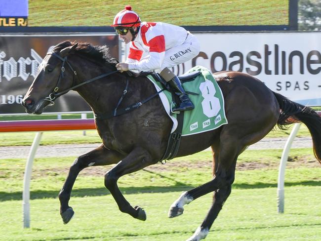 Misty Legend can bring up his second win at Newcastle on Thursday. Picture: Bradley Photos