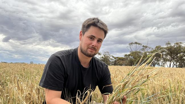 Curyo mixed grain farmer Riley Doran's barley crop is ready to harvest, but he will have to wait a few weeks because a second growth of green barley caused by late October rain is contaminating his samples. Picture: Else Kennedy