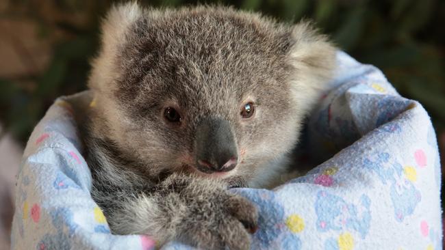 Baby koala Peter was rescued by WIRES after her mother was hit by a car, but recently passed away while in care. Picture: Robert Pozo