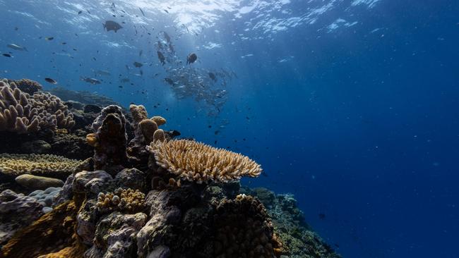On Earth Day on Tuesday, April 22, The Lifetime of Greatness project will officially launch a call for world-first recognition of the Great Barrier Reef as a non-human recipient of the United Nations Environment Programme’s Lifetime Achievement Award.