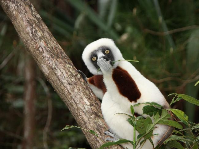 Comedy Wildlife Photography Award Finalist: A sifaka lemur with its hand over its mouth. Picture: Jakob Strecker / CWPA / Barcroft Images