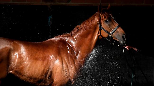 The Chris Waller-trained Finche is the equal favourite for tomorrow’s Melbourne Cup. Picture: Getty Images