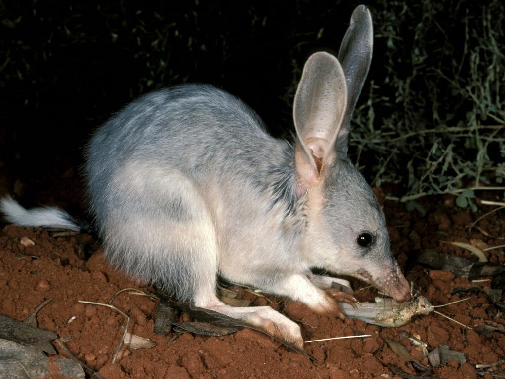 Australia’s top 20 animals facing extinction | Daily Telegraph