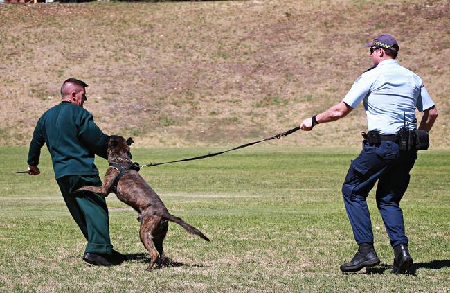 Dexter takes down an armed offender during a demonstration at the Brush Farm Corrective Services Academy. Picture: Adam Yip