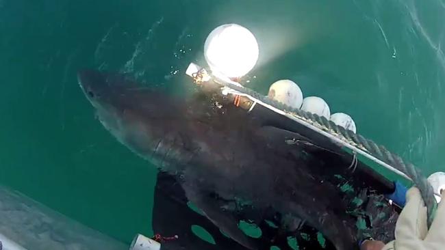 Shark tagging in northern NSW | Daily Telegraph