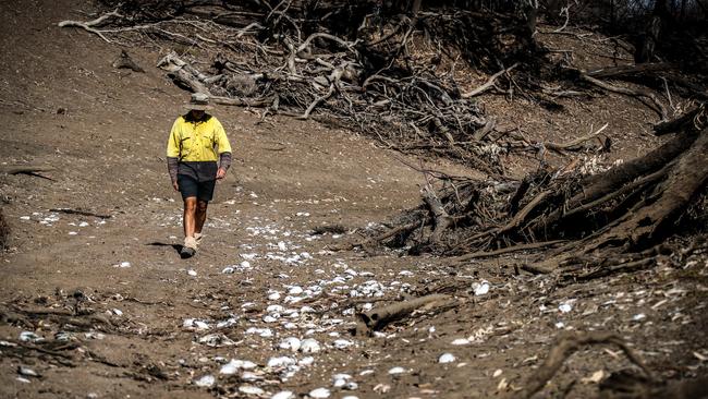 Farmer Johnnie McKeown walks near the shells of dead mussels lying in the dried-up bed of the Namoi River located on the outskirts of his drought-affected property, near the north-western New South Wales town of Walgett. Picture: David Gray/Getty Images