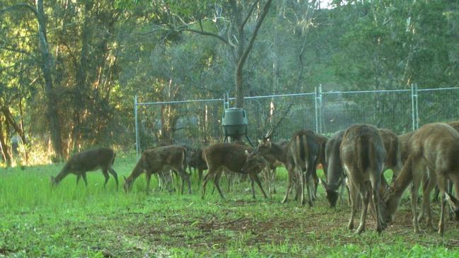 The feral deer population is booming on the north coast of NSW, causing havoc for residents and motorists.