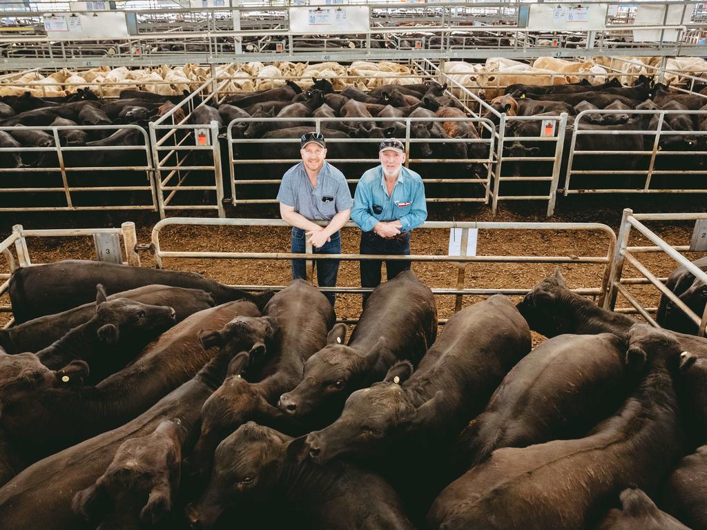 Weaner sales: Record results drive new restocking storm | The Weekly Times