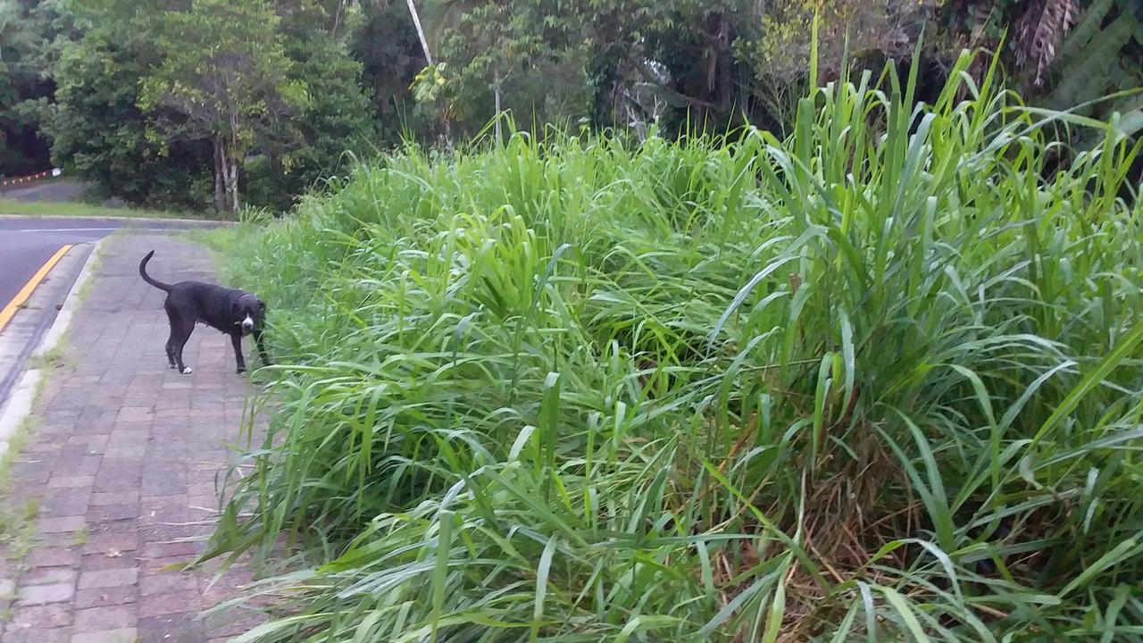 Kuranda residents believe the village in the rainforest has been forgotten by Mareeba Shire Council in terms of up-keep of the town and delivery of maintenance to pubic areas. Picture: Supplied