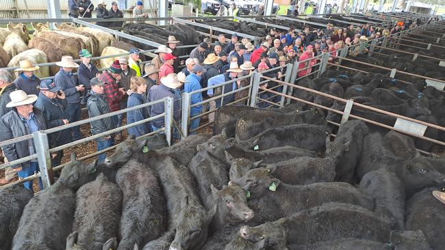 A big crowd followed the Euroa EFY sale for steers, but no volume buyers emerged, and the sale was controlled by local north-east restockers with outside support from interstate limited. Picture: Jenny Kelly