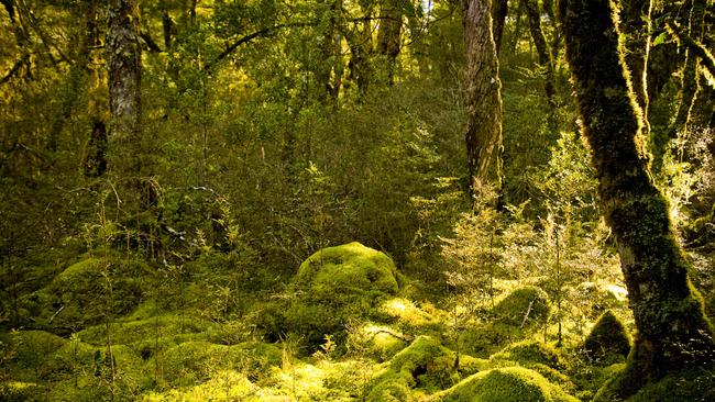 The Australian initiative for a global text on rainforests will be launched at the Global Landscape Forum in Paris.