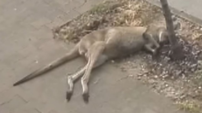 CCTV footage of a dead kangaroo being deliberately dumped outside a Park Holme mosque. Picture: 7NEWS