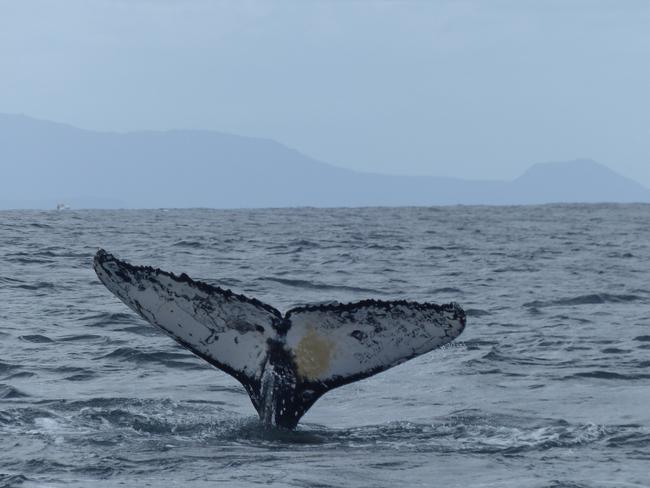 The fluke is unique to each whale, similar to a fingerprint on a human. Picture: Madeleine Brasier