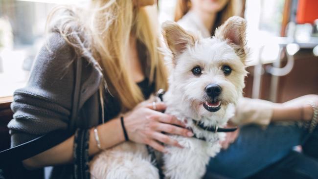 Should dogs be allowed on public transport? Head to Dogs of Oz to discover what people think. Picture: iStock