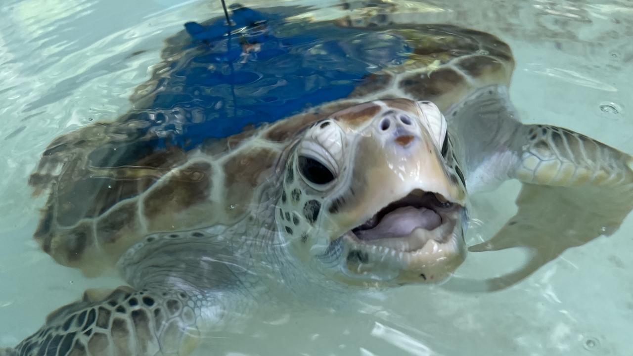 Cairns Turtle Rehabilitation Centre reveals plans for turtle education ...