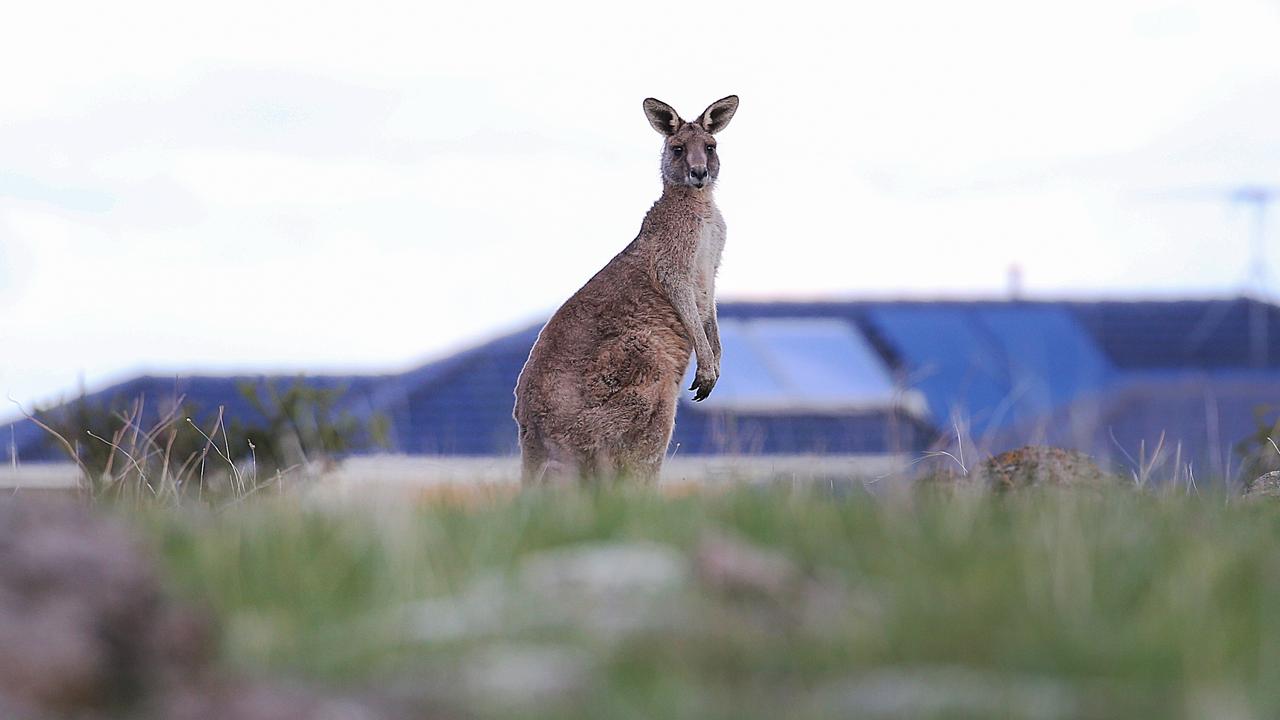 About 240,000 kangaroos are set to be culled under the Andrews government’s plan. Picture: Ian Currie