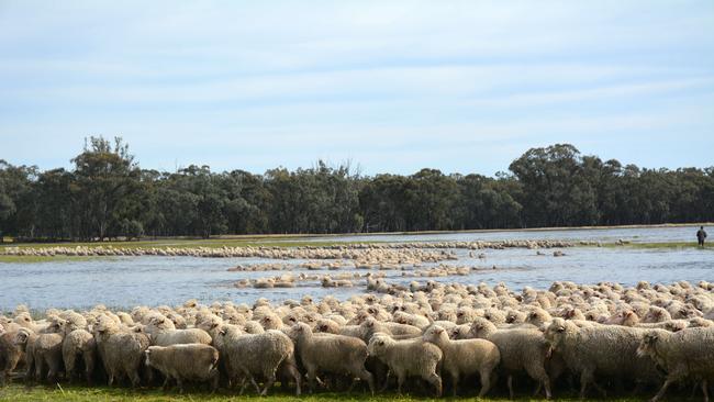 Murrumbidgee floodplain.