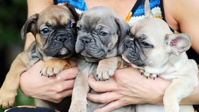 Dog owner discounts could be scrapped by council