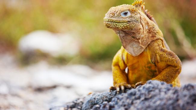 A marine iguana in the Galapagos.