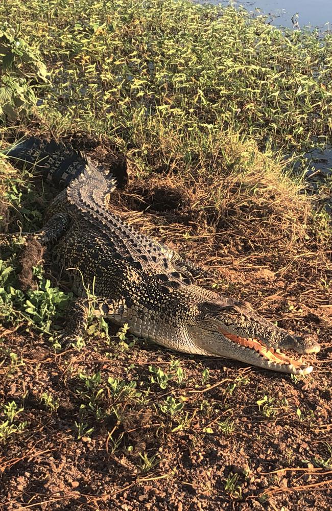 A croc catches some rays while enjoying the sunset at Fogg Dam. Picture: Werner Kalin