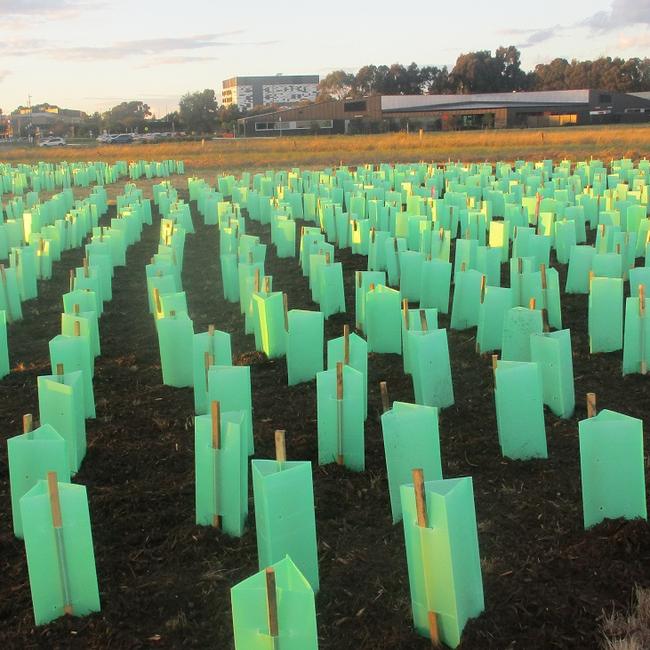 500,000 trees are expected to be planted across the west in coming years to improve liveability and reduce heat as part of the state government initiative. Picture: Supplied