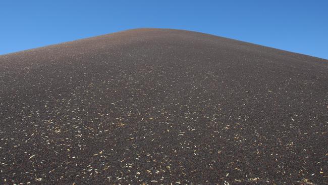 Growers look set to produce a pile of canola this season as good rain lifts crop prospects.