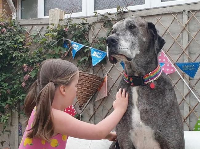 Despite his giant size Freddy is a sensitive soul who loves a cuddle. Picture: Caters