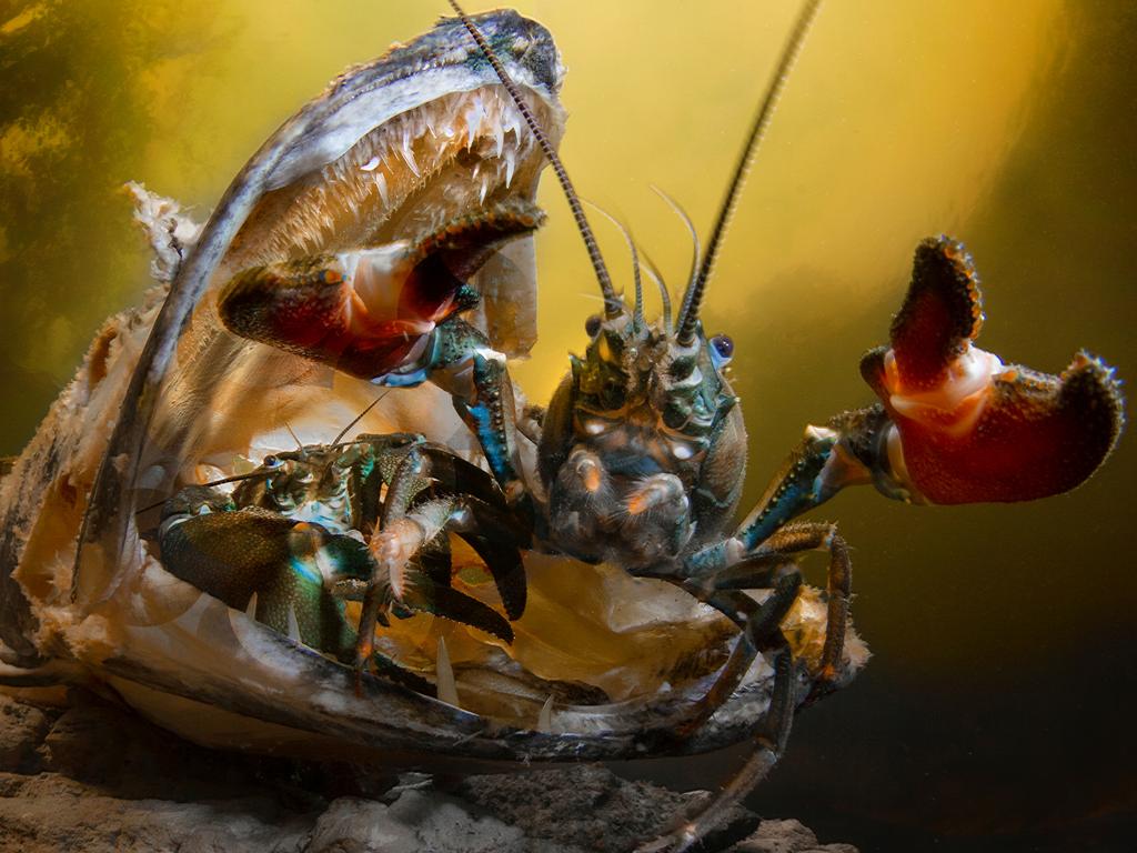 Underwater Photographer of the Year 2018. COMMENDED Category 4. Behaviour Credit name: Mika Saareila/UPY 2018 Nationality: Finland Image caption: Attack Country taken: Finland Location: Vuoksi river in Imatra It took a lot of time and effort to get this picture. I backlit the fish with snooted flash and another close to the dome port. In addition I used another flash for overall lighting. I shot the crab feeding for some time and then it attacked the camera dome!