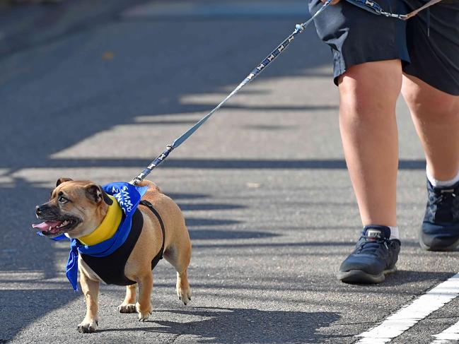 Four-legged competitors power up Awaba St in the pets and owners race. Picture: AAP IMAGE / Troy Snook