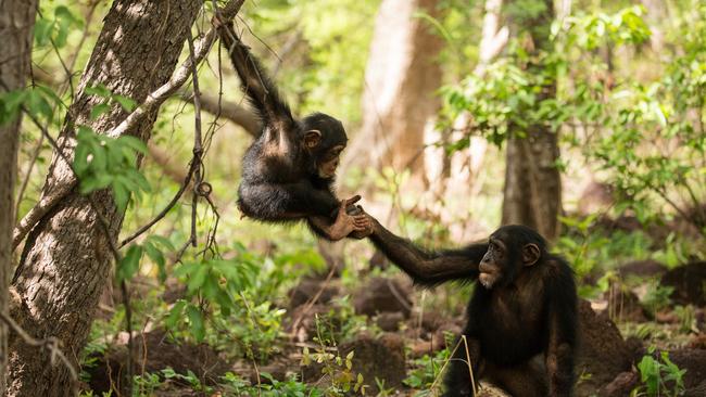 A baby chimp bonds with another chimpanzee during filming of <i>Dynasties </i>in Senegal, in western Africa. Goldmining and human encroachment is destroying their habitat.