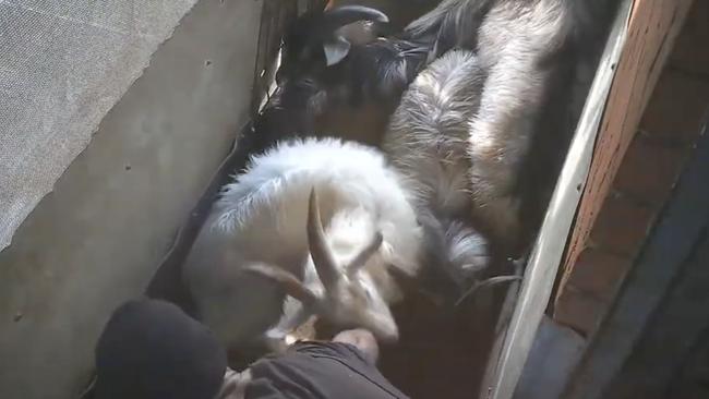 Covert footage captured at Snowtown Abattoir shows dozens of instances where goats and sheep are killed without being stunned. Picture: Farm Transparency Project